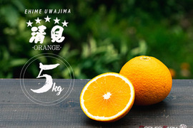 芳醇な香りと果汁あふれる 【清見オレンジ】Aセレクション5kg