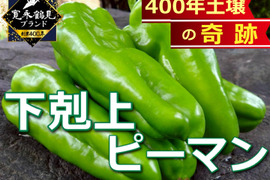 【🫑沸騰ワード10出演で話題🫑】野菜嫌いが吹っ飛ぶ『下剋上ピーマン』400年土壌の栄養を最大限享受したブランドピーマン💡寛永鶴見ブランド1kgお試しキャンペーン