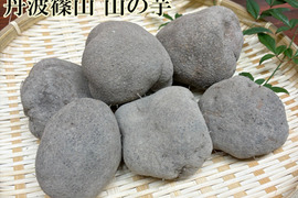 丹波篠山 山の芋 大きさお任せ 家庭用 1㎏ きりいも  大和芋 つくね芋 山芋 栄養満点 とろろ芋