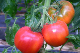 毎食トマト！栄ちゃんトマト　　Ｂ級品入り特大トマト　６キロ入り。