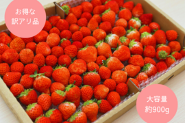 【お買い得】たっぷり食べたい夏イチゴ【訳アリ品】