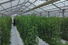 ☆数量限定価格☆『スナップエンドウ』1Kg