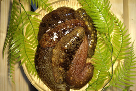 【漁師直送】青森県深浦町産 天然 赤ナマコ・黒ナマコ（混在）【1kg】