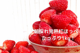 【静岡県産 土耕栽培】濃く甘 冷凍いちご〈紅ほっぺ〉 １ｋｇ