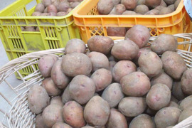 自然栽培 北海道の新じゃが さやあかね L 10kg ホクホクで煮崩れしにくい 令和6年度産