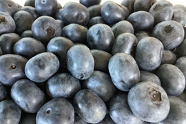 【大粒(タイタン)お得パック！】完熟生ブルーベリー250g×2パック