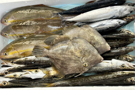 獲れ次第発送！徳島宍喰産！新鮮な旬の鮮魚BOX‼️約2kg