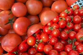 三重県産  完熟大玉トマト＆ミニトマト2種食べ比べセット(約2.4㎏)【トマト食べ比べ】