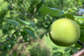 まじりっけなし!自然そのもの。ひらた果樹園の梅【白加賀】5kg