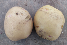🥔【新ジャガ】ホクホク甘い！採れたてキタアカリSサイズ約3kg｜ポテトサラダやじゃがバターに｜農薬・化成肥料不使用🥔