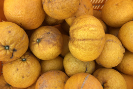博多湾　能古島育ち！甘夏（訳あり5kg）【家庭用】