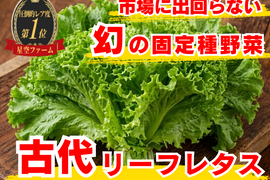【一般流通ではまず出会えない】皿を格上げする緑🌿古代リーフレタス☆家庭で味わうプロ仕様の葉☆古代種ブランド野菜【農薬不使用】【化学肥料不使用】【品種改良なし固定種】お試し1kg🌿4月下旬予約🌿