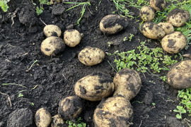 さつまいも5k里芋1kジャガイモ2kのほっこりセット