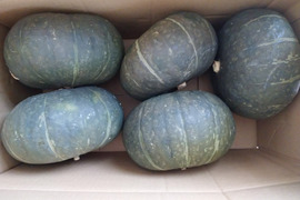 「砂丘育ちの栗かぼちゃ」1箱10㎏程度