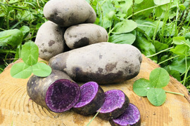 5kg”農家の中でも『幻』の紫じゃがいも！じゃがいも！【限定販売】毎年即完売！種から農薬不使用！うまい野菜！