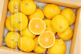 今年も話題の 高級柑橘】完熟麗紅（れいこう）みかんお試し1kg ご家庭用 果物