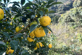 癒しの香り♪約2ｋｇ、本柚子（ゆず）、少し傷あり、サイズ混合