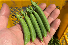 甘味の強い固定種野菜！『スナップエンドウ』 (400g)