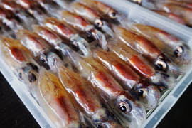 新鮮な朝獲れ鮮度を即冷凍！！《富山湾》🦑生ほたるいか🦑3パック