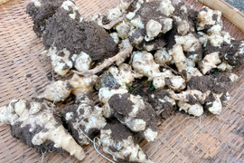 自然栽培 キクイモ 1kg