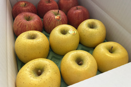 【家庭用】サンふじ＆シナノゴールドの詰め合わせセット 小玉　約3kg(11～14個)