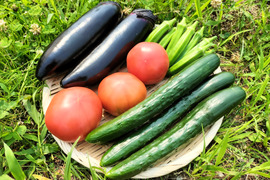 【福袋2025】夏野菜セット888〈トマト８、ナス８、キュウリ８〉