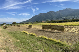 【新米】天日干し！ゆうだい２１【特別栽培米】5㎏