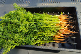 ✨香り高い栄養満点！摘みたて「葉ニンジン」約1kg（根付き・根なし混在）｜農薬・化成肥料不使用✨