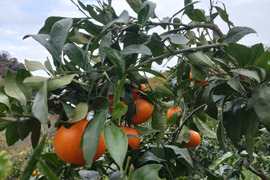 【訳あり】【数量限定】　広島県産　マイルド清見　5kg(箱込み)