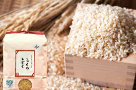 【玄米】茨城県産ミルキークイーンしづくのしずく10kg（5kg×2袋）
