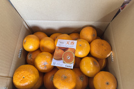 【期間限定！希少な柑橘】天香‐あまか‐【5㎏】