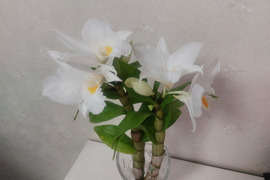 【アワード受賞福袋】箱いっぱいの蘭・フォーミディブル＆シンビジウムの切り花❁⃘*.ﾟいろんな蘭が楽しめるお楽しみ福箱