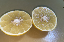 国産グレープフルーツ（オランジェッタやピールなどに）　　約1キロ（4個～5個）