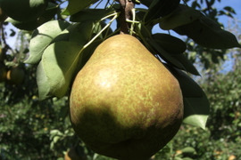 山形県朝日町和合平産　「樹上完熟ラフランス」　中玉　５キロ箱