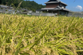 はさ掛け米～天日干しコシヒカリ～【玄米】10㎏