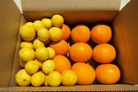 web限定セール 神奈川県の甘夏で産地直送の商品｜食べチョク｜産地直送(産直)お 果物