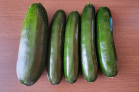 サラダでも食べられる大きなズッキーニ「緑」約2kg（5~6本）