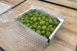 バラ詰め　静岡産シャインマスカット　1.3kg