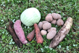 【北海道発】【キャベツも入ります】季節の有機野菜セット【冬ヴァージョン】