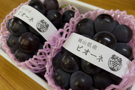 岡山県産 温室栽培 ニューピオーネ 【贈答用】２房【期間限定・数量限定・朝採り発送】