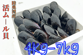 【天然✨陸奥湾産】活ムール貝【4Kg〜7kg】