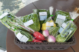 【美味しい野菜をお届けします】　季節の野菜セット『採れTakara☆彡』7品前後