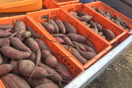 ★訳ありB品★自然栽培さつまいも 安納芋♪(3kg)