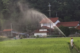 にじのきらめき　☆　酵素散布米　
虹のきらめき　玄米　５キロ　精米無料