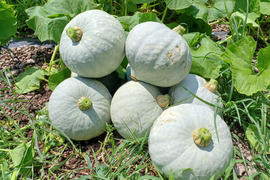 まるで栗！「白い九重栗」カボチャ　1玉(約3.2kg)