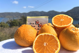 完熟不知火（デコ）家庭用・5kg