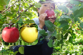 【少量追加！】サンふじ＋シナノゴールド　家庭用　約5キロ【葉とらず】JA基準より60％減の低農薬栽培【りんご食べ比べ】