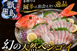 【本州では滅多に流通しない】エビ蟹を喰らう美食家地魚『幻の甑島天然ベンゴイ』業界初パウダースノー冷凍で最高鮮度でお届け🐟刺し盛りお試し約300g甑島ブランド【6月上中旬予約】