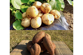 【期間限定】種子島産 新じゃが(M・L・2L)＆熟成安納芋(Lサイズ)｜合計 2kg 旬の味わいセット🍠🥔