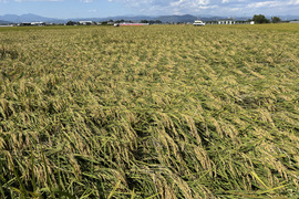 特別栽培  お米「いのちの壱」 令和7年産 5kg